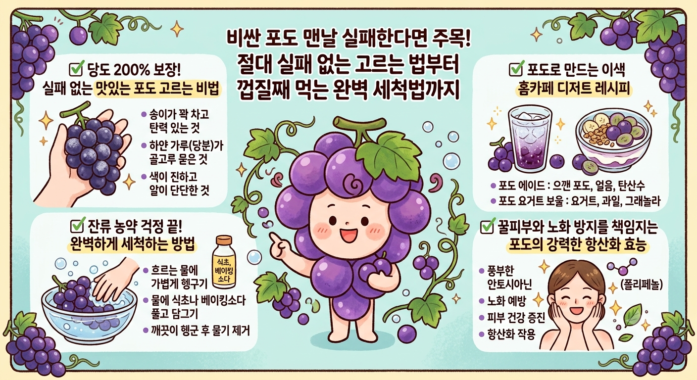 8월 제철 과일 비싼 포도 맨날 실패한다면 주목!